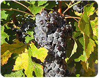 Via Placentina, vinos de agricultura ecolgica, vino ecolgico de Extremadura, enoturismo y cursos de cata, tienda de vino online